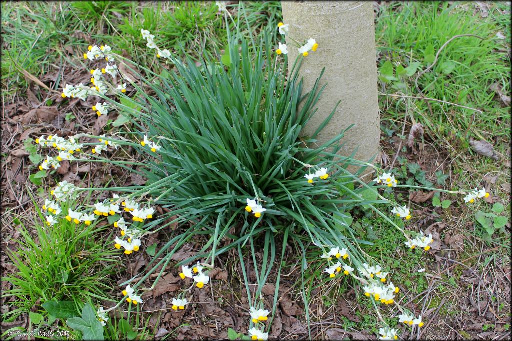 Narcissus tazetta